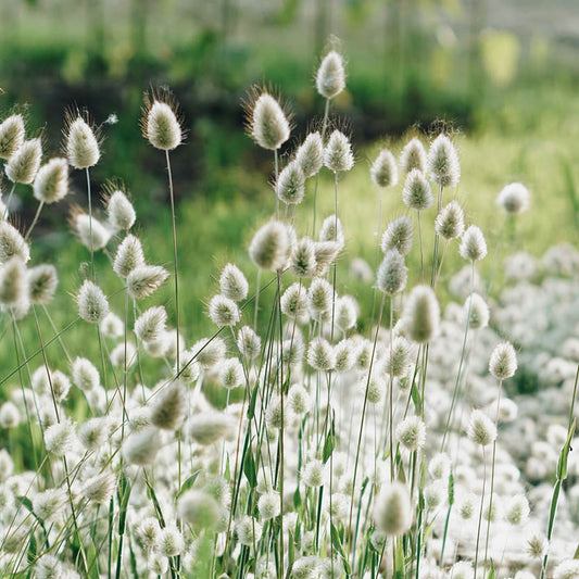 Lagurus ovatus 'Bunny Tails' (hare's tail)