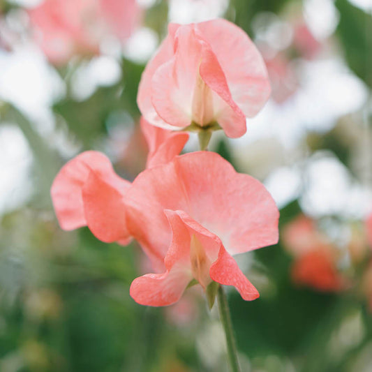 Lathyrus odoratus 'Elegance Watermelon' (sweet pea)