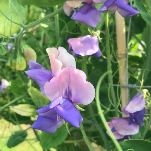 Lathyrus odoratus 'Erewhon' (sweet pea)