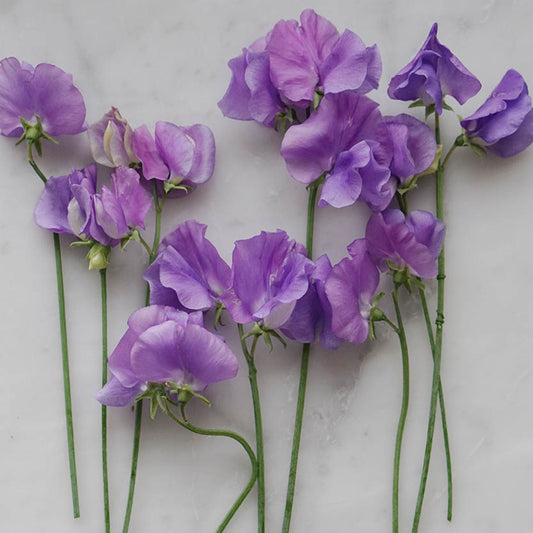 Lathyrus odoratus 'Early Morning Mix' (sweet pea)