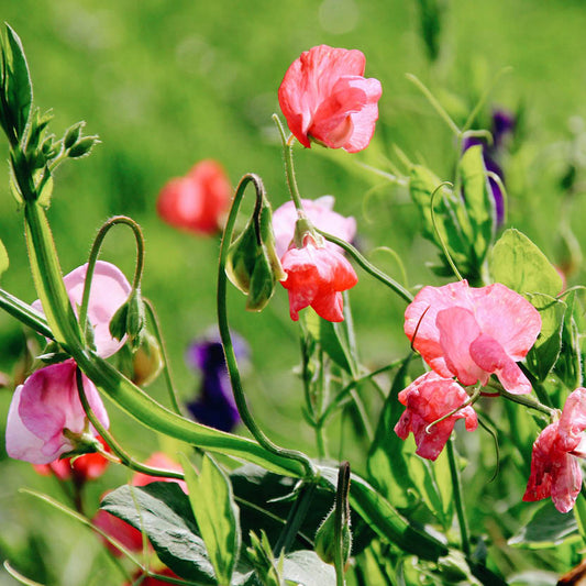 Lathyrus odoratus 'Royal Mix' (sweet pea)