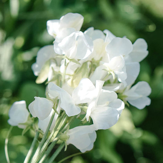 Lathyrus odoratus 'Janet' (sweet pea)