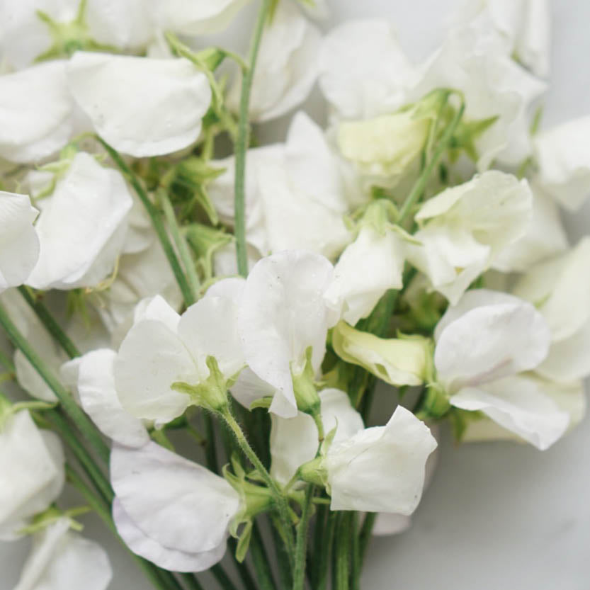 Lathyrus odoratus 'Janet' (sweet pea)