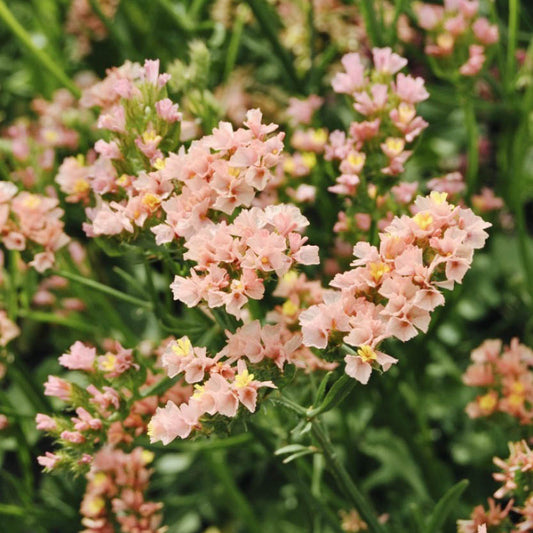 Limonium sinuatum 'Apricot' (sea lavender)