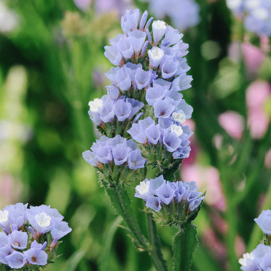 Limonium sinuatum 'Pale Blue' (sea lavender)