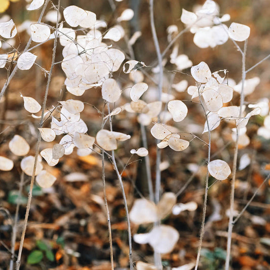 Lunaria annua 'Alba' (judas pennywort)