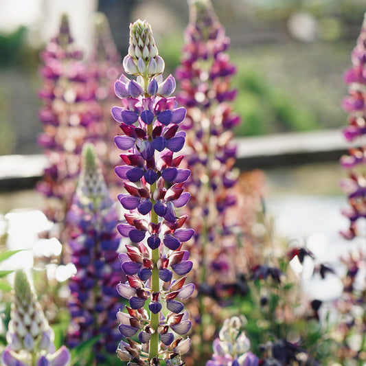 Lupinus polyphyllus 'Gallery Blue' (lupine)