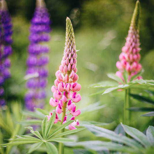 Lupinus polyphyllus 'Gallery Mix' (lupine)