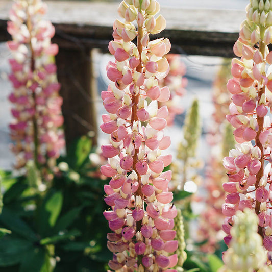 Lupinus polyphyllus 'Gallery Pink' (lupine)