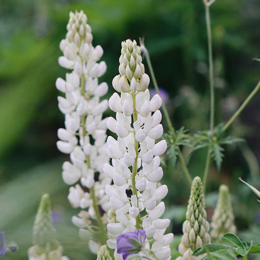 Lupinus polyphyllus 'Noble Maiden' (lupine)