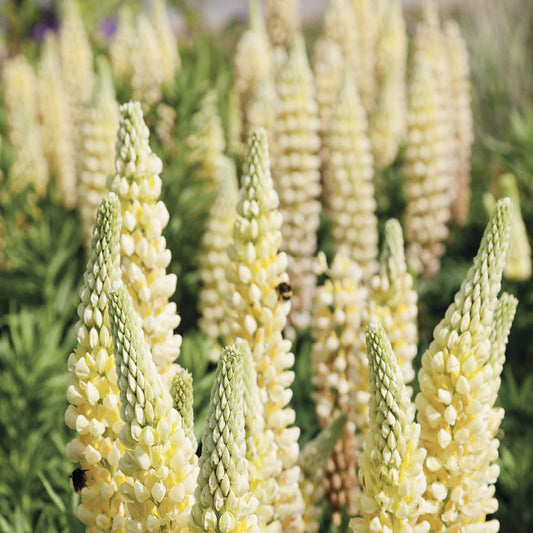 Lupinus polyphyllus 'The Chandelier' (lupine)