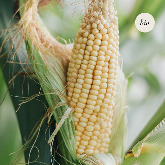 Sweet corn 'Golden Bantam' BIO