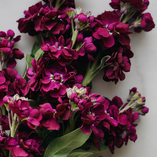 Matthiola incana 'Anytime Deep Purple' (summer violet)