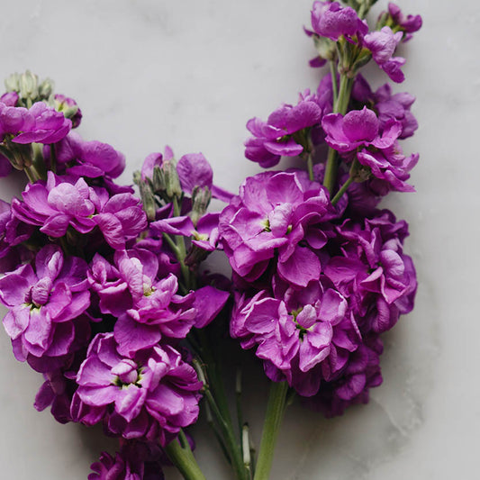 Matthiola incana 'Anytime Lavender' (summer violet)