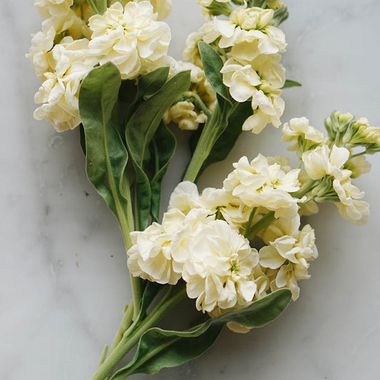 Matthiola incana 'Anytime Yellow' (summer violet)