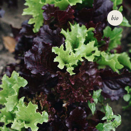 Mesclun lettuce 'French Mix' BIO