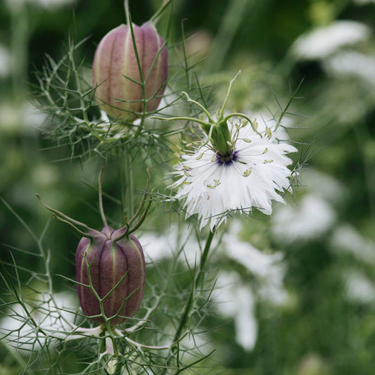 Nigella damascena 'Albion Black Pod' (missus in green)