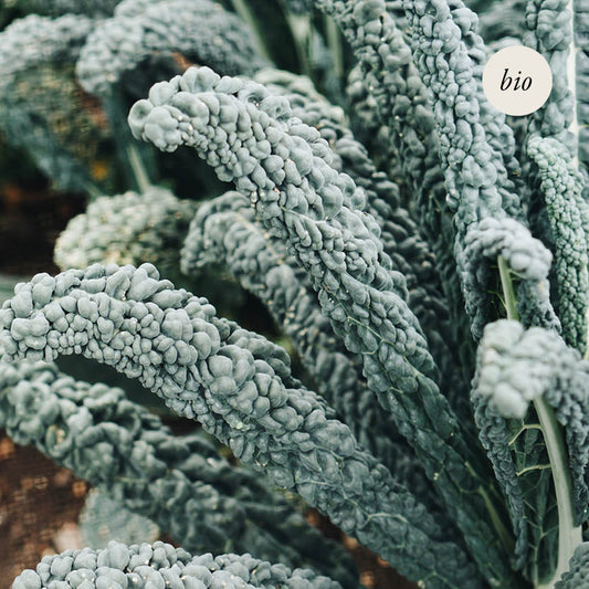 Palm kale 'Nero di Toscana' BIO