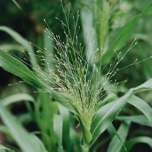 Panicum virgatum 'Frosted Explosion' (finger grass)