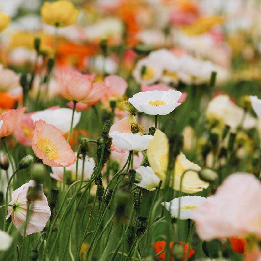 Papaver nudicaule (Icelandic poppy)