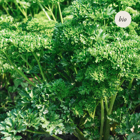 Parsley 'Moscow Curl' BIO