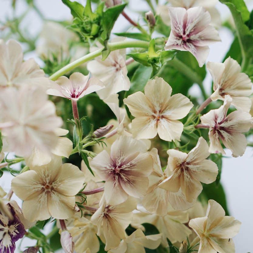 Phlox 'Crème Brûlée' (flame flower)