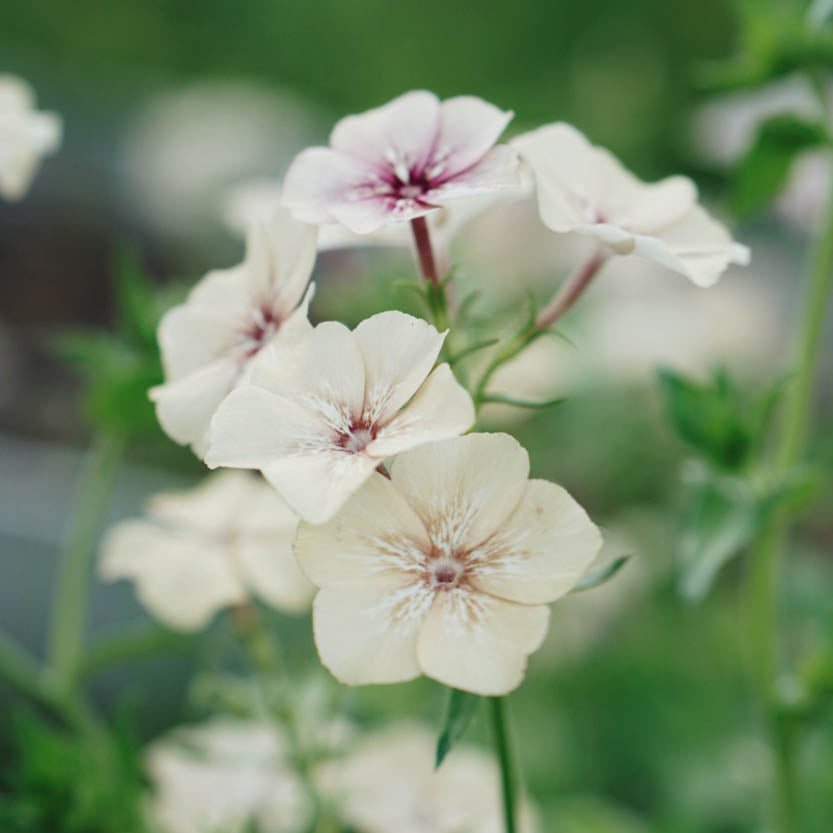 Phlox 'Crème Brûlée' (flame flower)