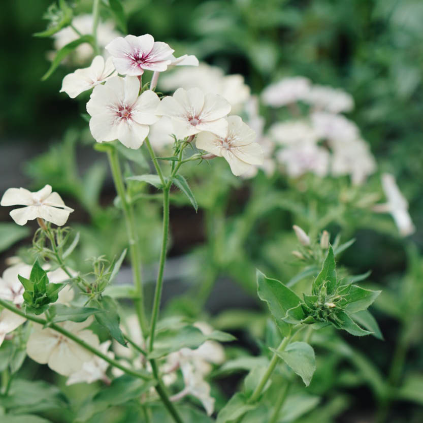 Phlox 'Crème Brûlée' (flame flower)