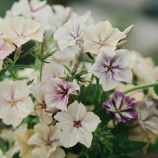 Phlox 'Crème Brûlée' (flame flower)