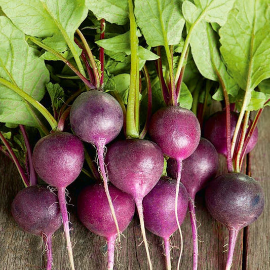 Radish 'Viola'