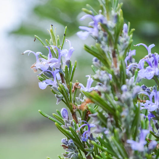 Rosemary (Rosmarinus officinalis)