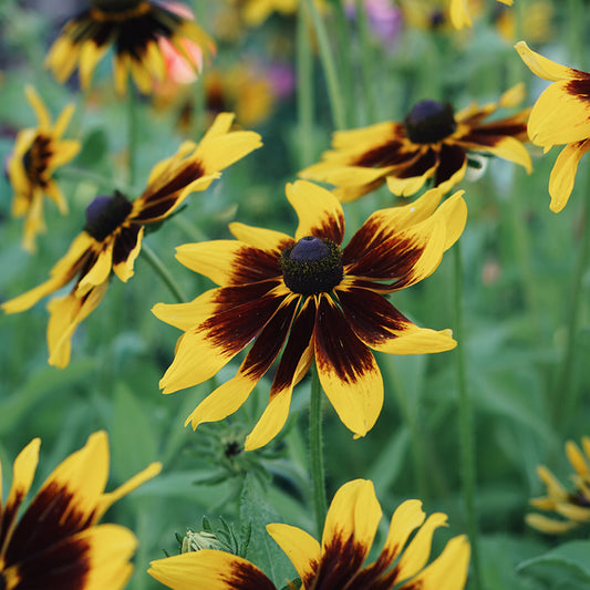 Rudbeckia hirta 'Cappuccino' (sun hat)