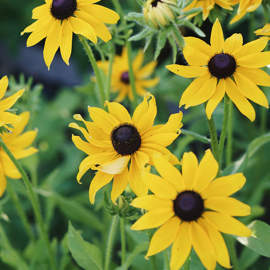 Rudbeckia hirta 'Gloriosa Daisy' (sun hat)