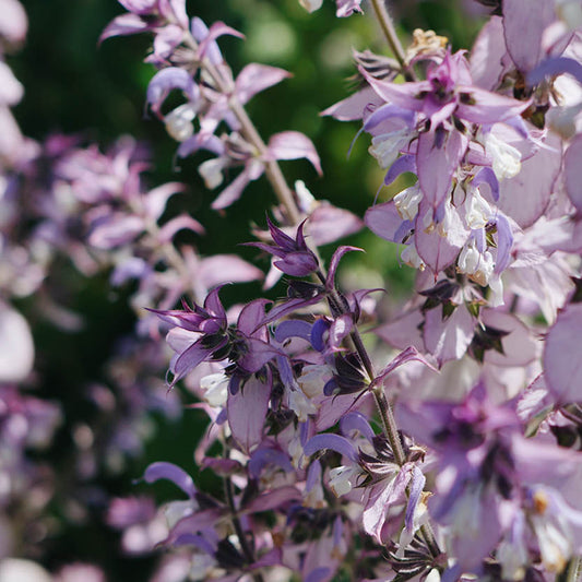 Salvia sclarea (clary sage)