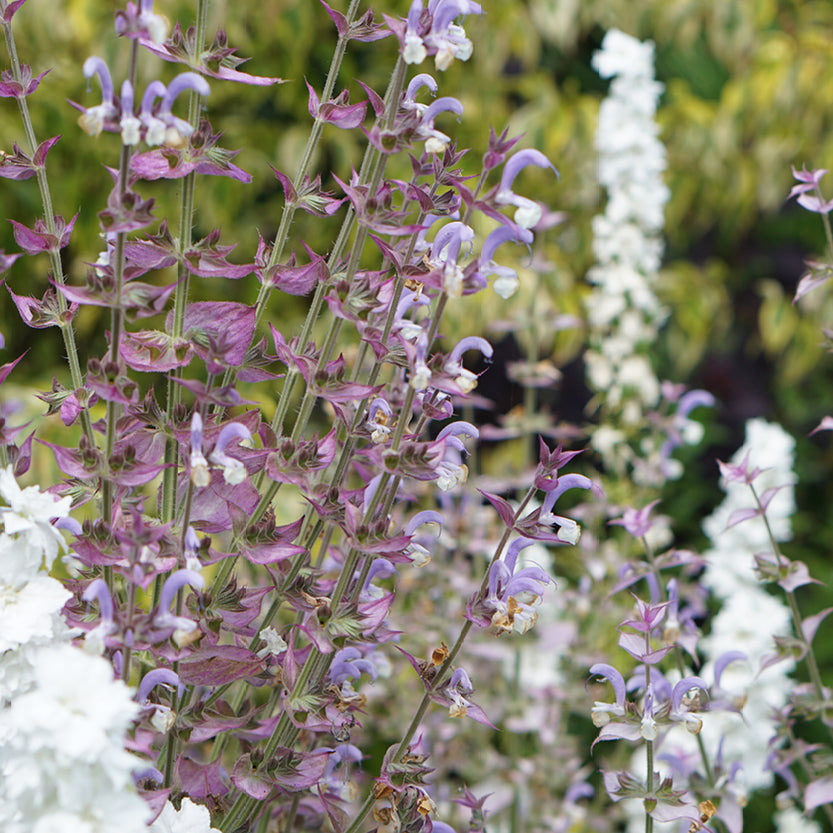 Salvia sclarea (clary sage)