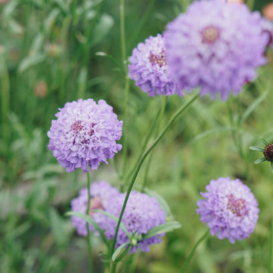 Scabiosa atropurpurea 'Blue Cockade' (dovewort)