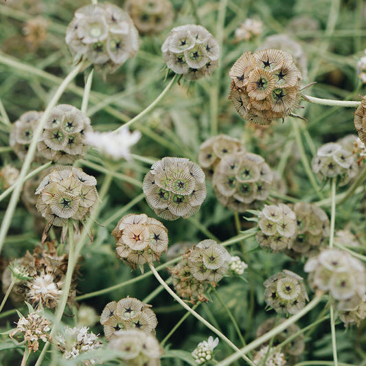 Scabiosa stellata (pigeonweed)