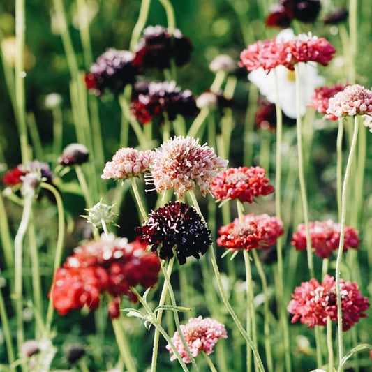 Scabiosa atropurpurea 'Summer Fruits' (dovewort)