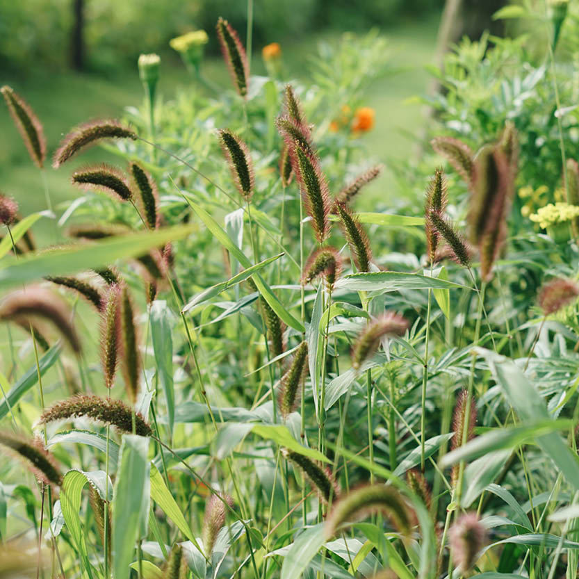 Setaria macrocheata (bird millet)