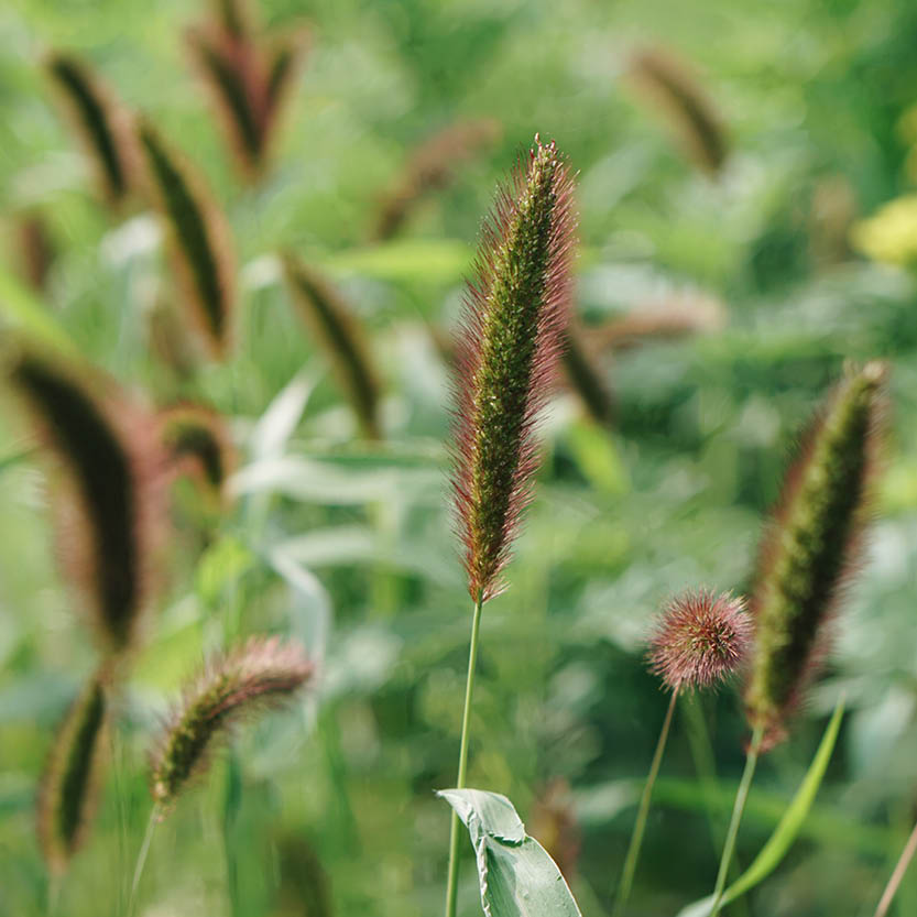 Setaria macrocheata (bird millet)