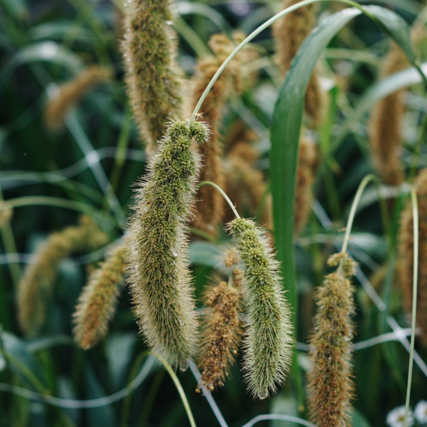 Setaria macrocheata (bird millet)