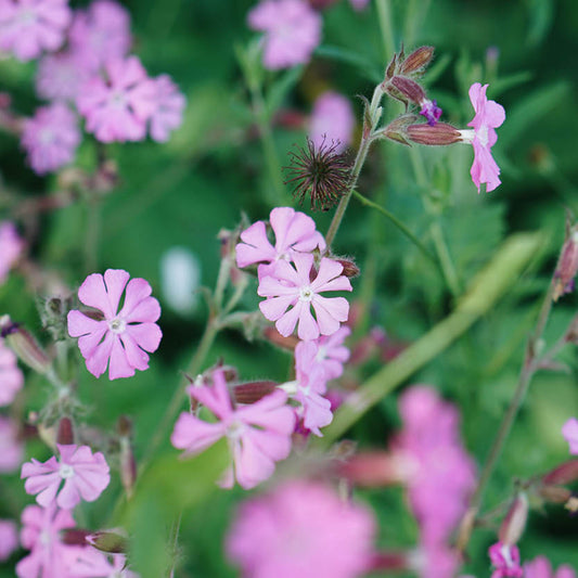 Silene conica (conesilene) ECO