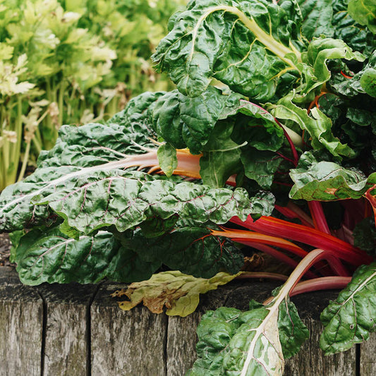 Chard 'Rainbox Mix' BIO