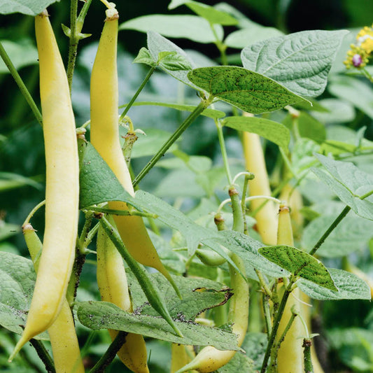 Mushroom bean 'Orinoco'