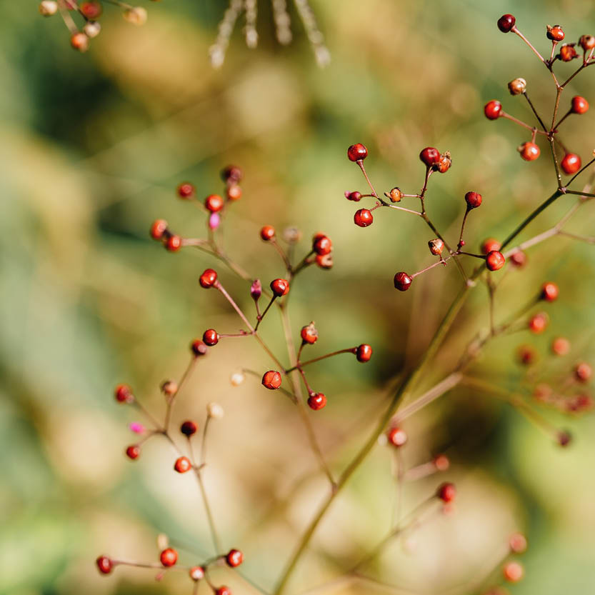 Talinum paniculatum