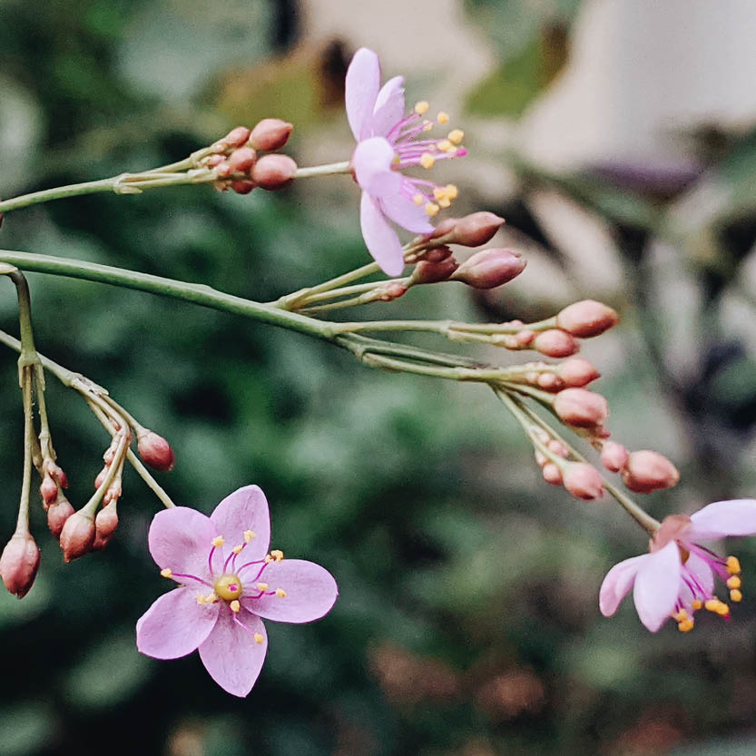 Talinum paniculatum