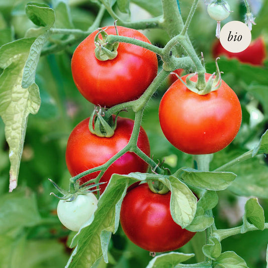 Vine tomato 'Matina' BIO