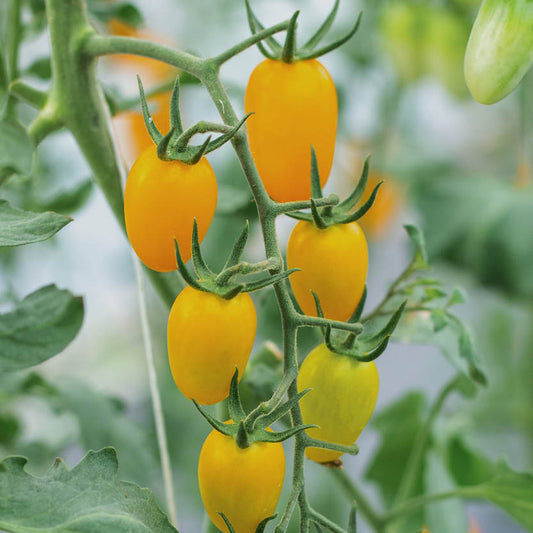 Olive tomato 'Yellow Pearshaped'