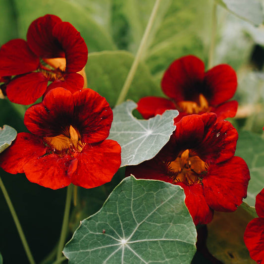 Tropaeolum minus 'Black Velvet' (nasturtium)