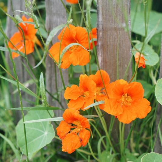 Tropaeolum minus 'Whirlybird Tangerine' (East Indian cherry)